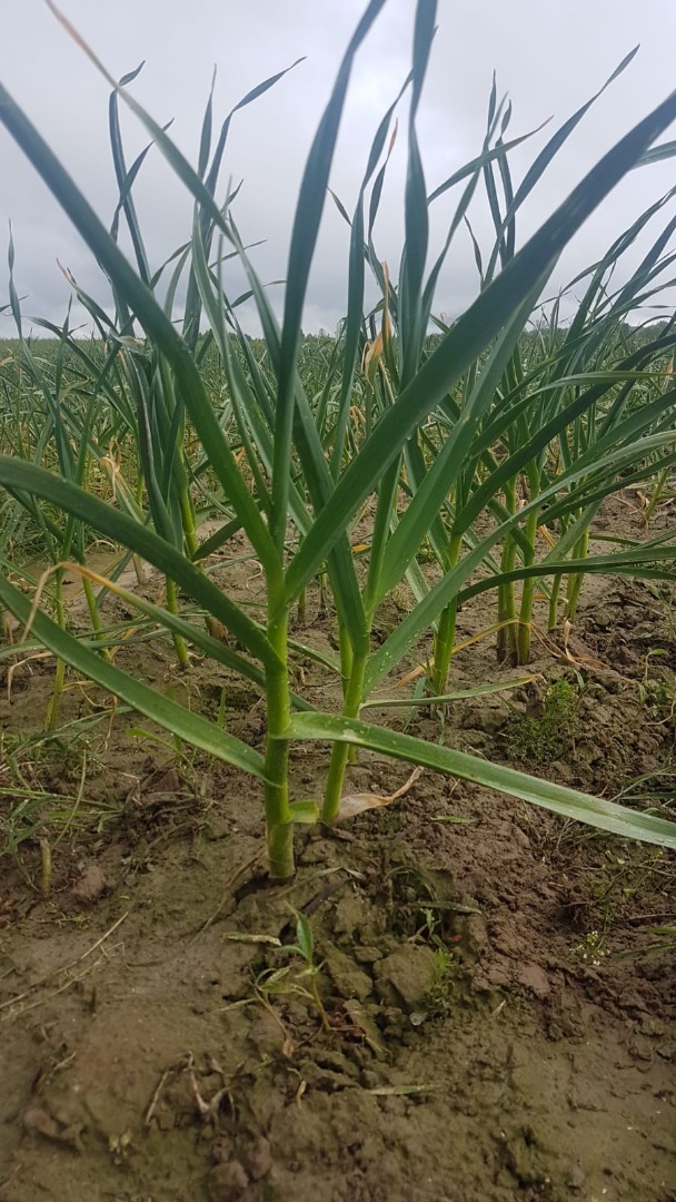 I will sell large quantities of Harnaś garlic - from the field - harvest beginning of July - area - 9 ha