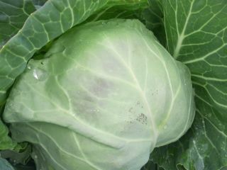 I will sell cabbage 6 pcs