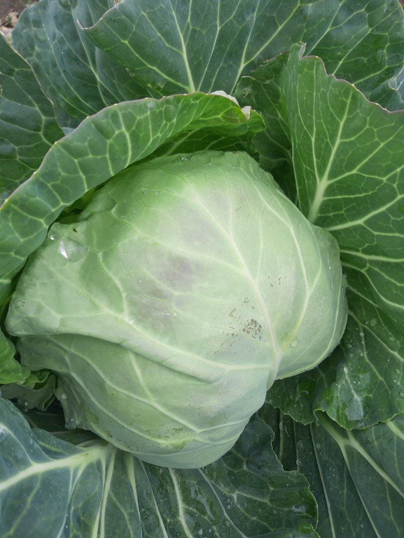 I will sell cabbage 6 pcs