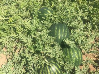 Big quantity and good quality.1r