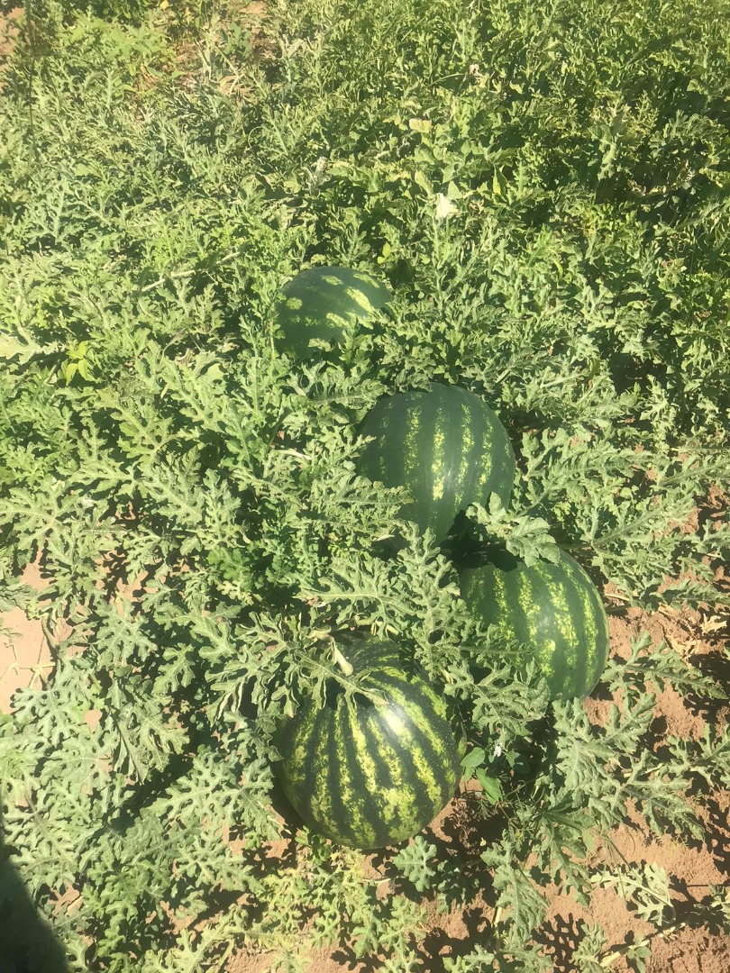 Big quantity and good quality.1r