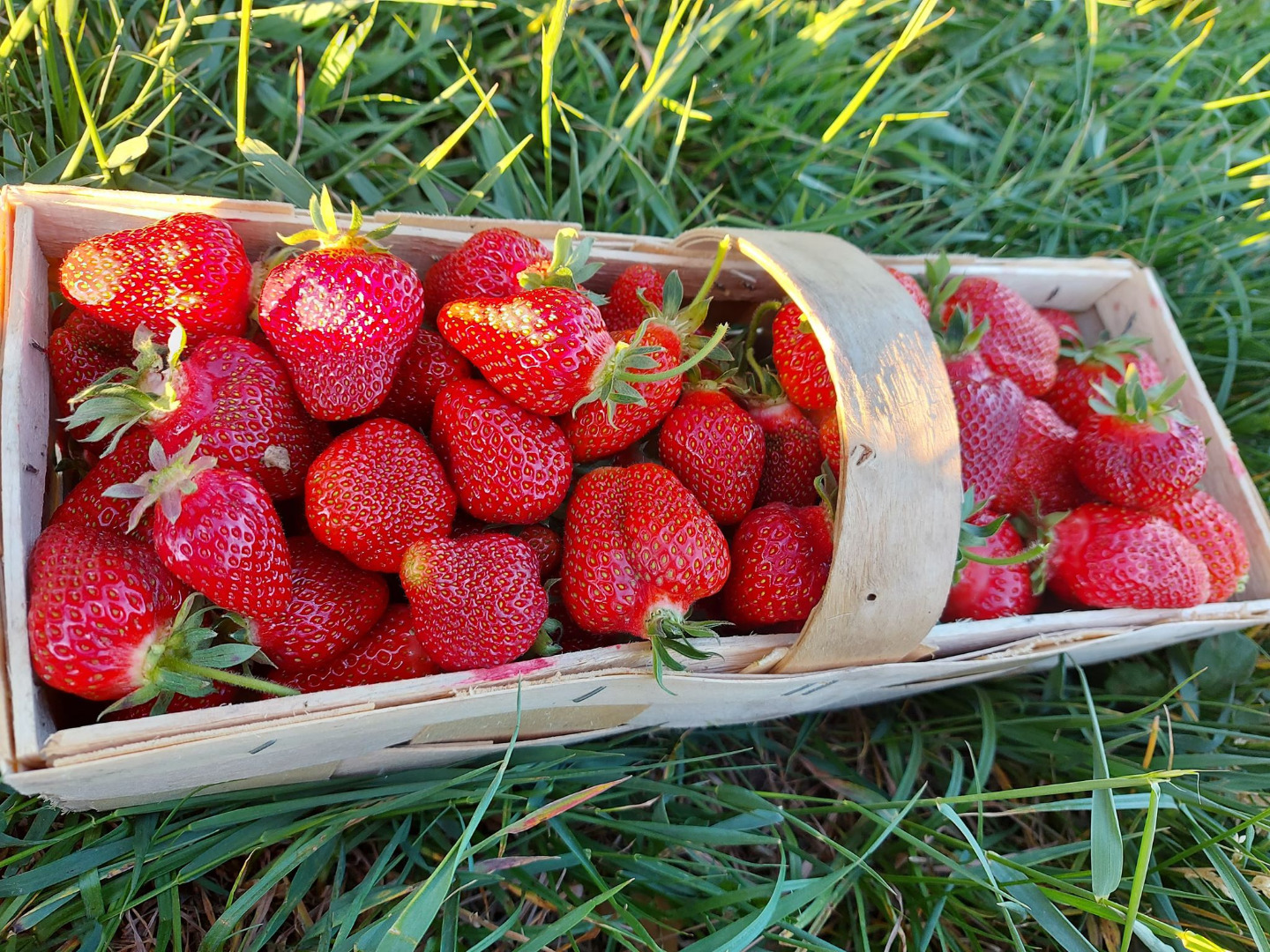 for sale organic strawberries, from a farm that has an ecological certificate for agricultural products