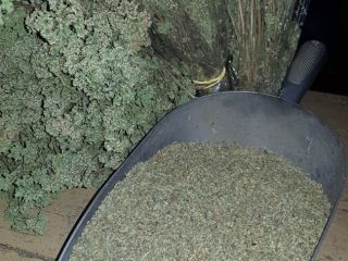 Oregano of Sicily, harvest 2020. Cultivated, harvested, dried, it