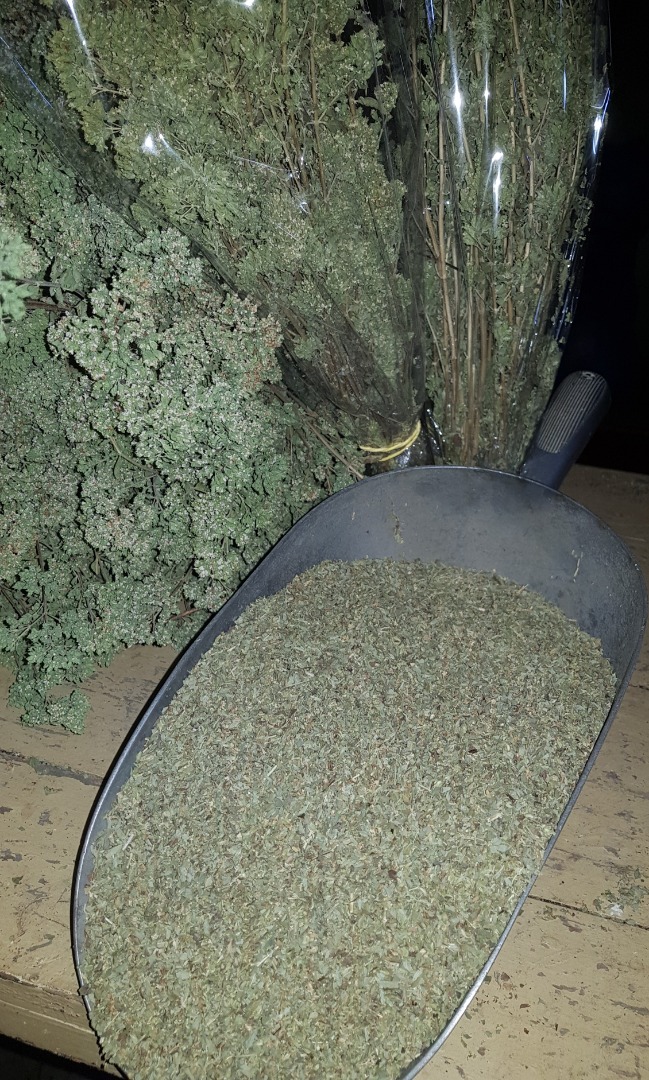 Oregano of Sicily, harvest 2020