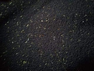 We buy rapeseed from Polish farmers.