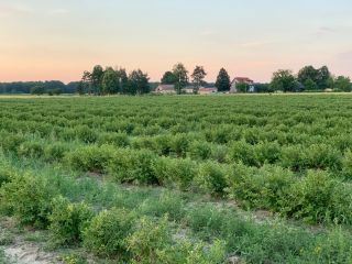 Organic farming. TÜV Rheinland certificate. Research available for viewing.