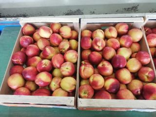 Direct deliveries of peaches from Greece! The season begins.