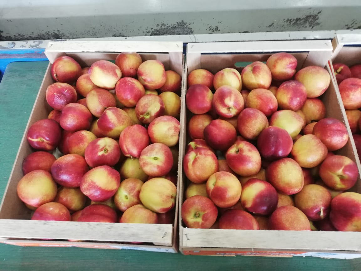 Direct deliveries of peaches from Greece! The season begins