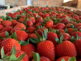 Direct deliveries of strawberries from Greece! The season begins.