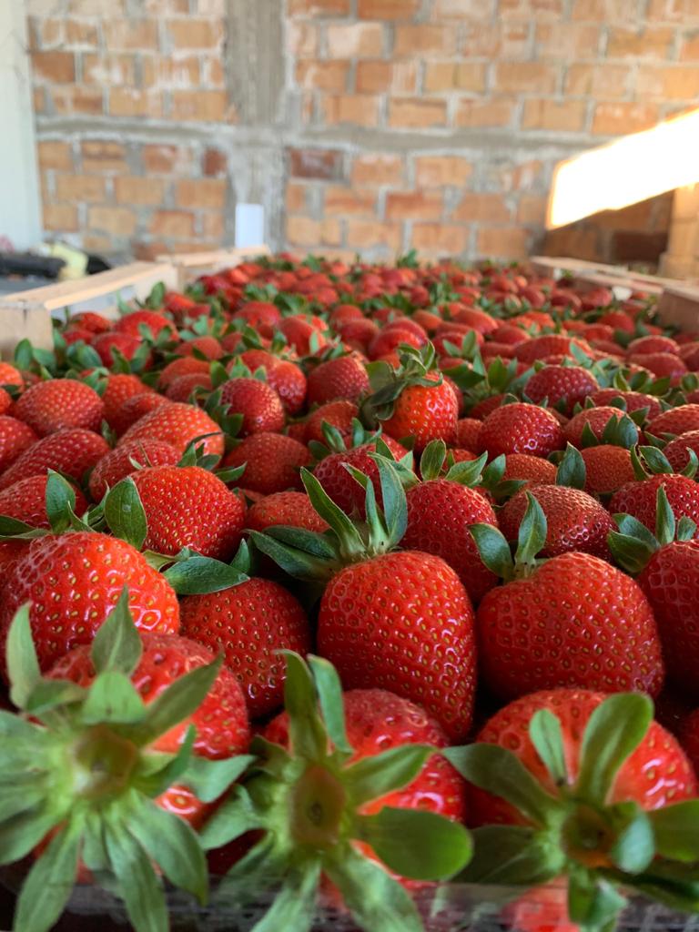 Direct deliveries of strawberries from Greece! The season begins