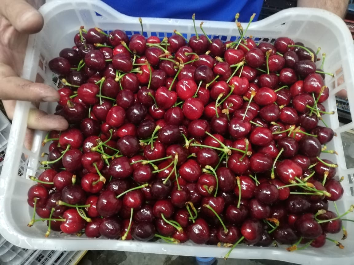 Direct supply of cherries from Greece! The season begins