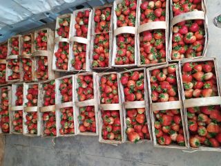 I will sell fresh, tasty strawberries. Negotiated price. Phone