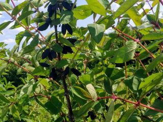 Hello, I will sell fresh Kamchatka berries. Manual or
