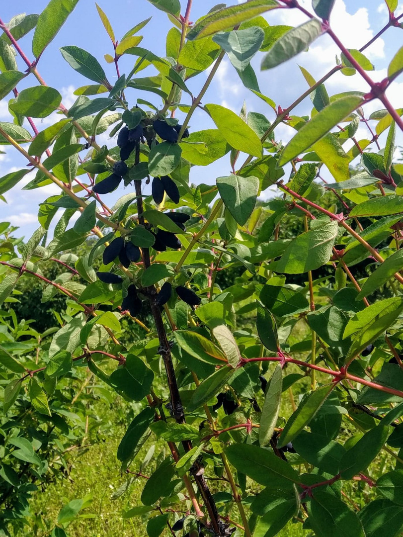 Hello, I will sell fresh Kamchatka berries
