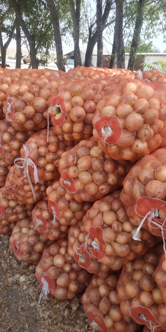 Fresh onions from Uzbekistan premium quality
