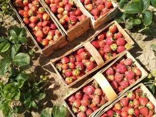 I will sell nice and big strawberries, rumba and