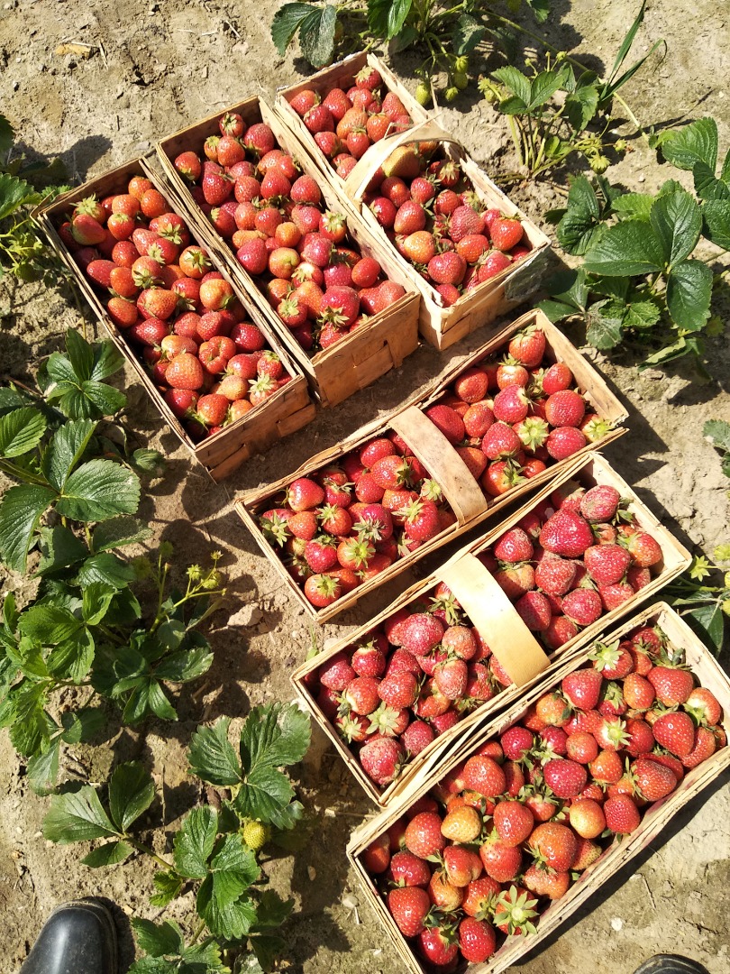 I will sell nice and big strawberries, rumba and honey, delivery option, price PLN 12 per basket (2kg), please call