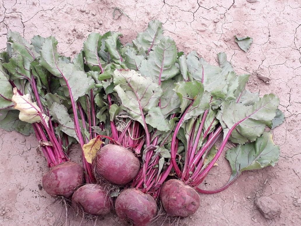 I am selling red beets, quantity 15 tons