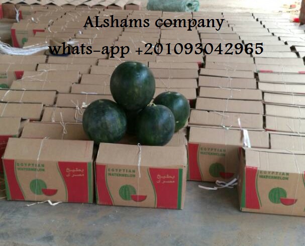 (ALshams company for general import & export ) Offering for all :- ● Fresh Watermelon ( Skata / Tawoos ) : • Class A • Packing available : according to