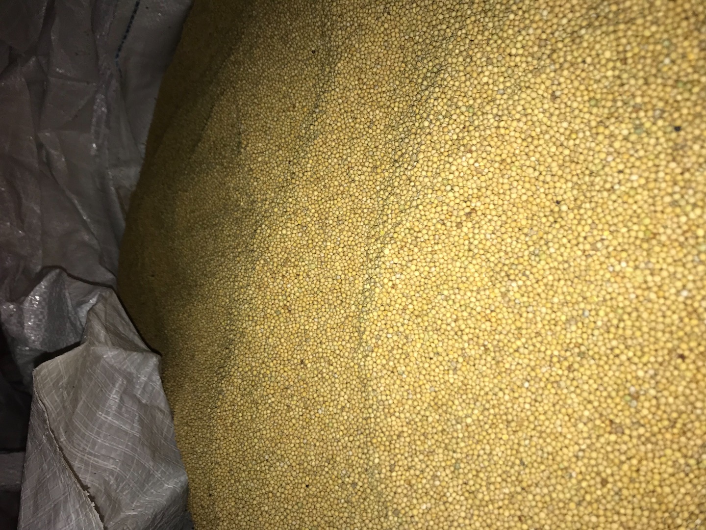purity 99% 2019 Mustard Mail