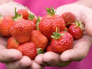 I will sell fresh, plump strawberries grown organically. PLN