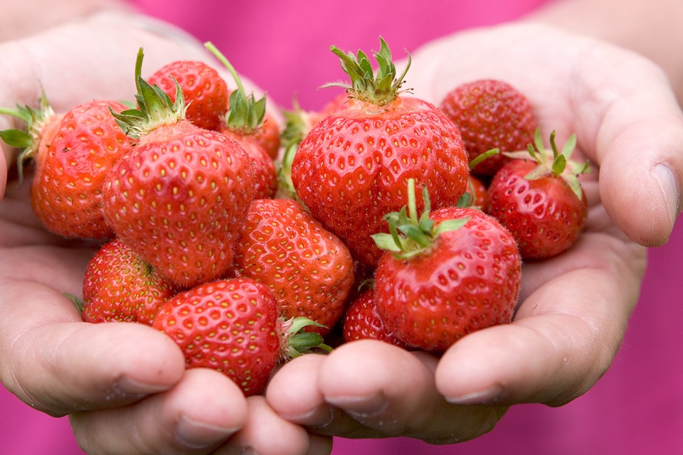 I will sell fresh, plump strawberries grown organically
