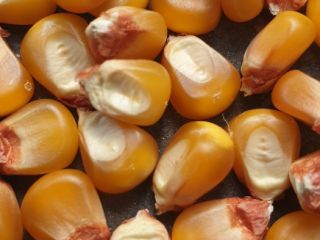 Selling glass corn - 160 Tons of Ecologically Certified