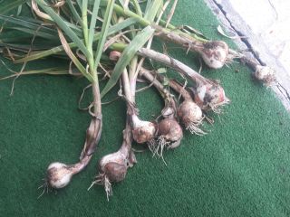 Romanian garlic.