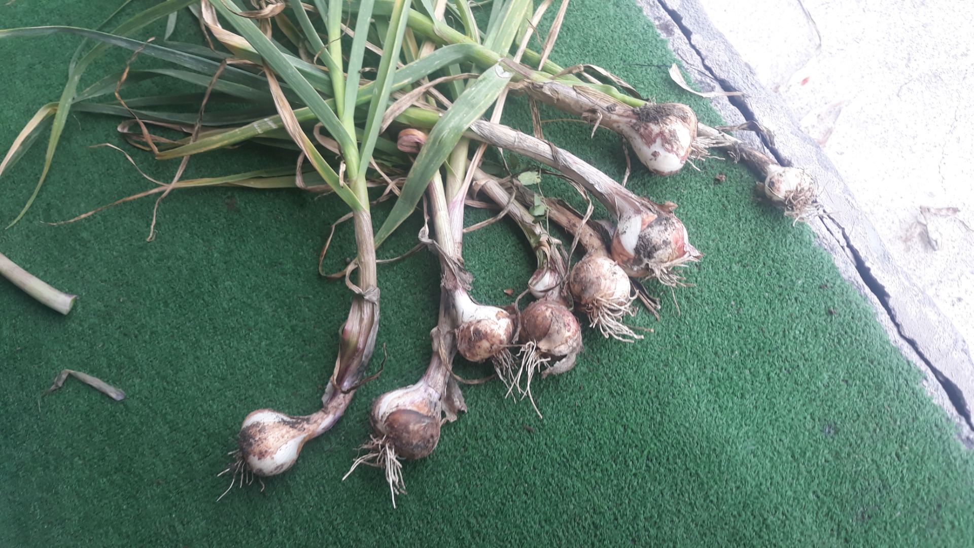Romanian garlic