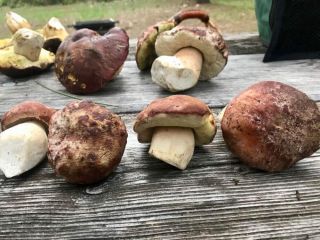 We do sell boletus, chanterellles and champignon in Both