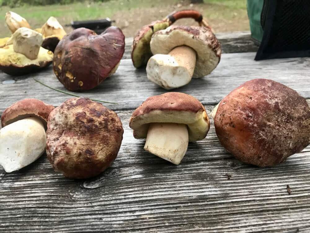 We do sell boletus, chanterellles and champignon in Both Fresh and Dried Form