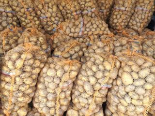 We sell Fresh quality GRAPES contact us directly via