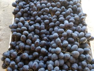 We sell Fresh quality KIWI contact us directly via
