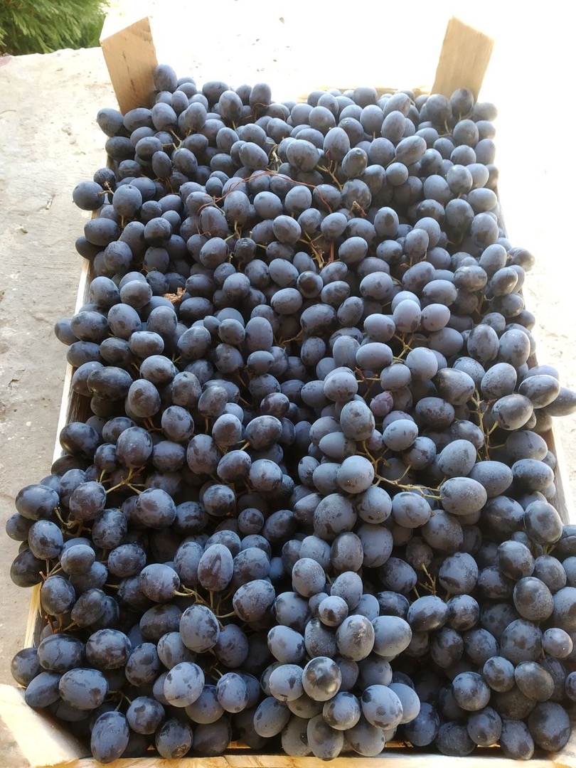We sell Fresh quality KIWI contact us directly via email for more details