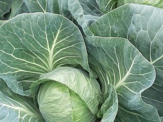 I will sell young cabbage without herbicides