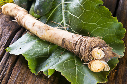 I will sell horseradish root