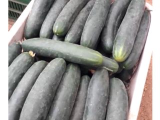 Green cucumber, class I, wholesale quantities. Contact at number