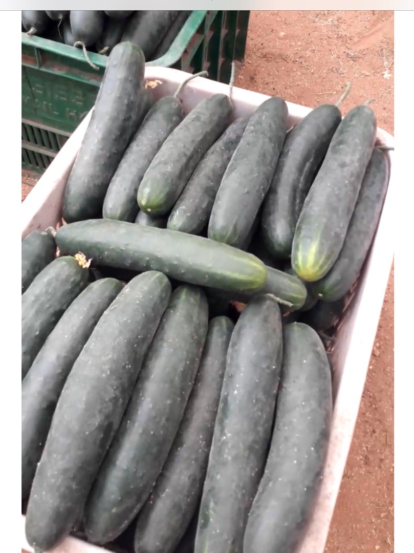 Green cucumber, class I, wholesale quantities