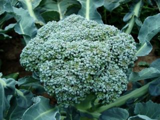 I will sell fresh broccoli roses straight from the