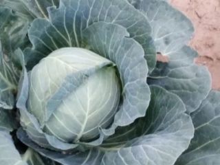 I am selling white cabbage