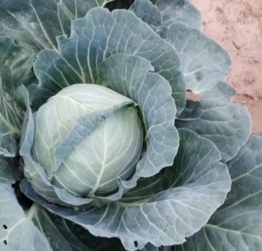 I am selling white cabbage