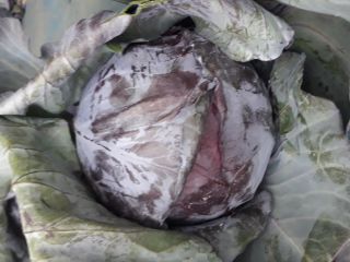 I will sell red cabbage, pieces, weight.