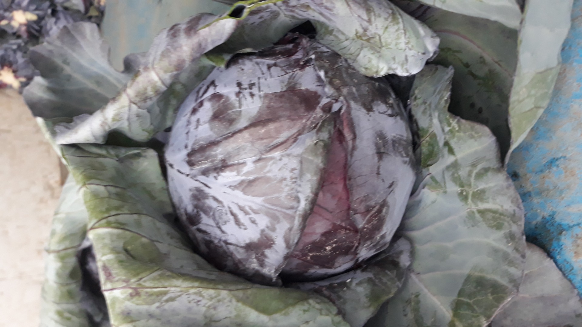I will sell red cabbage, pieces, weight