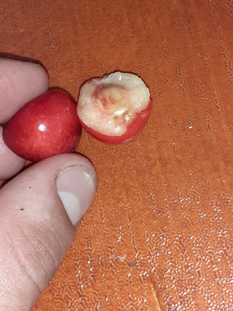 Orchard of 30 trees 100% Natural Urgent Details on the Respectfully!