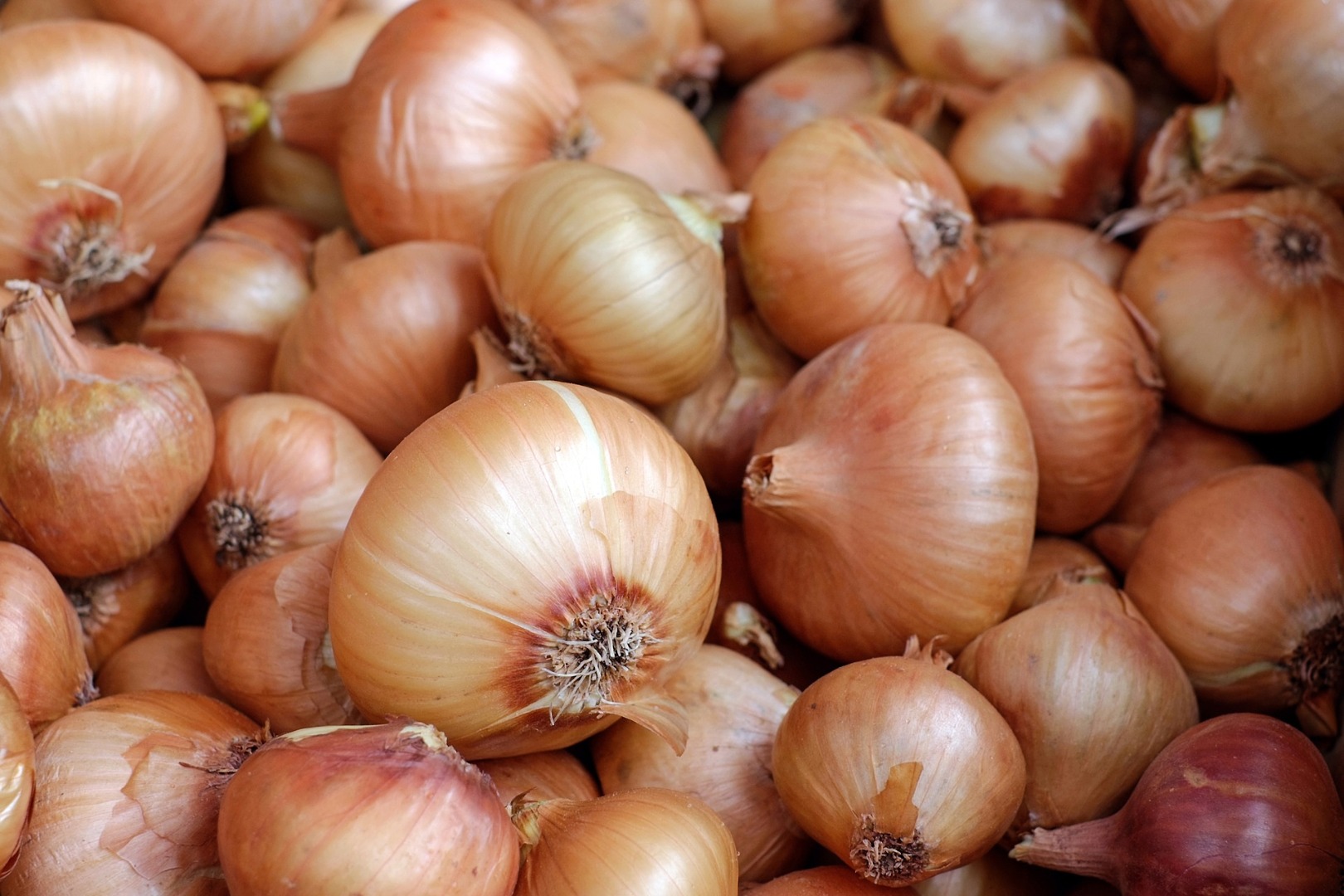 we have fresh harvest of red and yellow onion, Caliber :55+ please contact directly, call: email: wechat:omarkjerry0