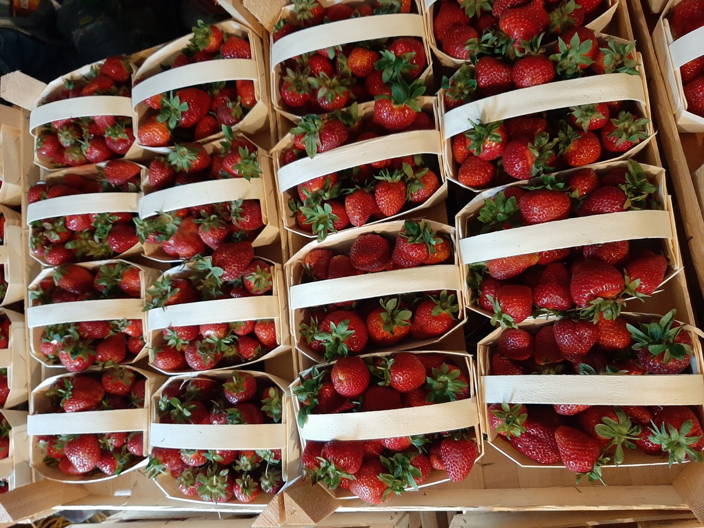 Strawberry dessert variety Grandarosa Arosa Roksana