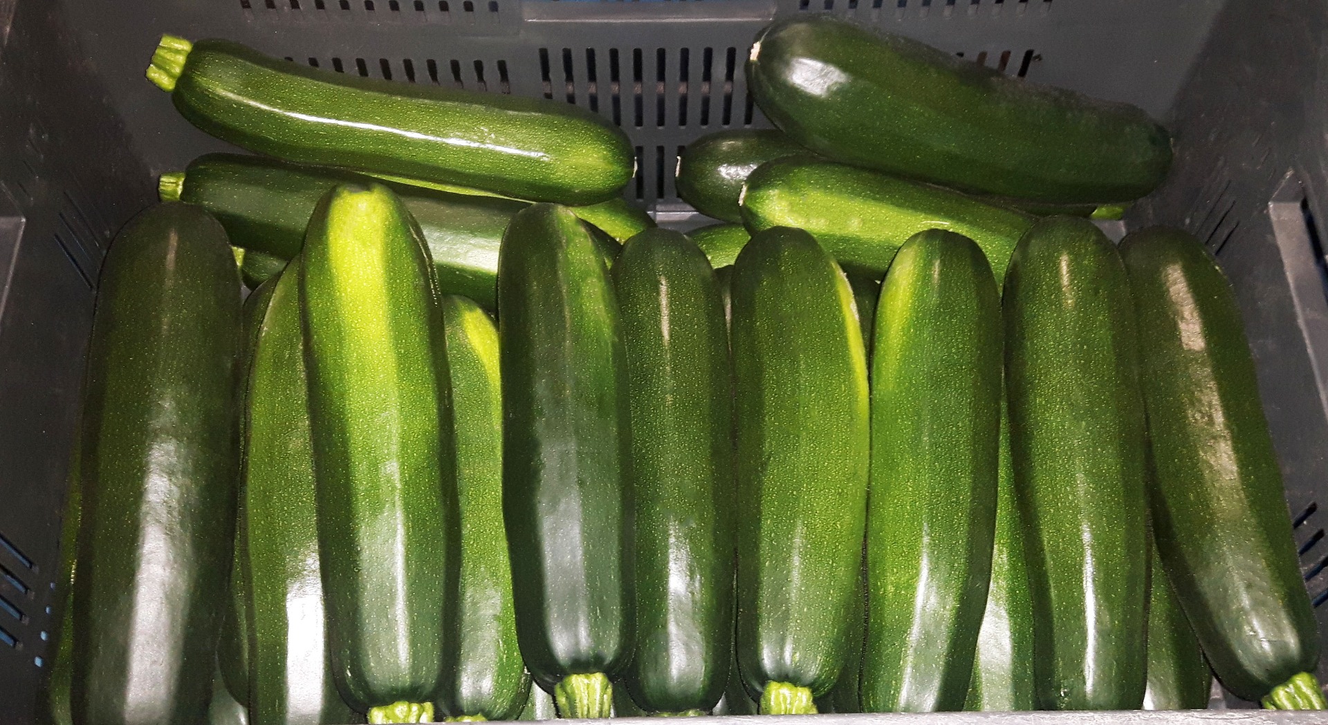Hello, I will sell green courgette, RHODOS variety