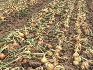 I will sell fresh onions directly from a producer