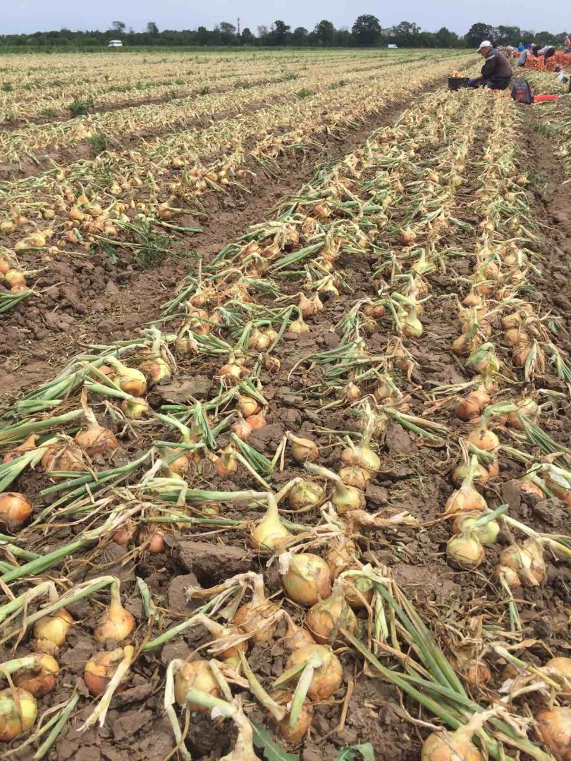 I will sell fresh onions directly from a producer in Ukraine