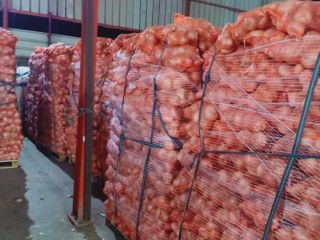 We are selling first class onion from Egypt with
